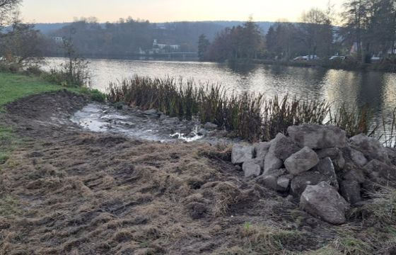 Flachwasserzone am Gewässer mit Wurzelstöcken